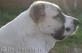 Kutya egy vidéki házban