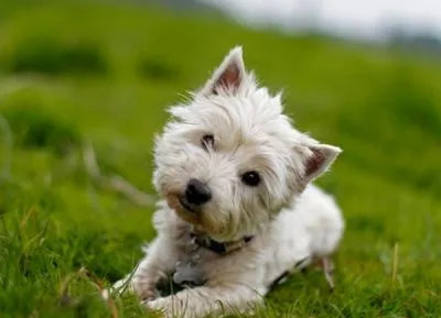 Kutyaotthon