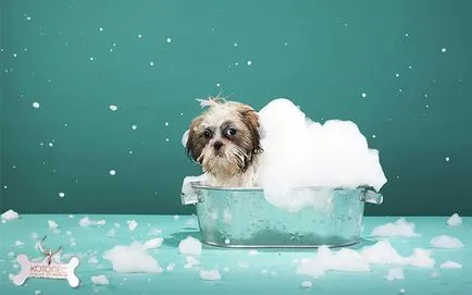 Dog parfüm samponok, kondicionálók, olajok és még sok más (olaj) Dog parfüm samponok, kondicionálók, olajok és több