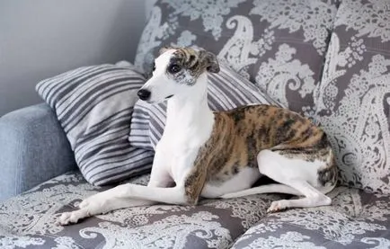 Whippet kutya leírás, gondozás, a szelekciós feltételek kölykök (leírás) Whippet kutya leírása, gondoskodás, kölyök szelekciós feltételek