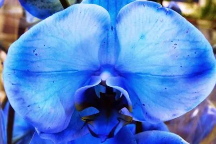 Kék és kék phalaenopsis orchidea ellátás és a növekvő otthon (kék) Kék és kék phalaenopsis orchidea ellátás és a növekvő otthon