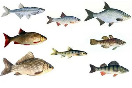 Pike júniusban, csak annyit kell tudni, hogy a nyári halászat (szükség esetén) Pike júniusban, csak annyit kell tudni, hogy a nyári halászat