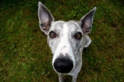Whippet kutya leírás, gondozás, a szelekciós feltételek kölykök (leírás) Whippet kutya leírása, gondoskodás, kölyök szelekciós feltételek