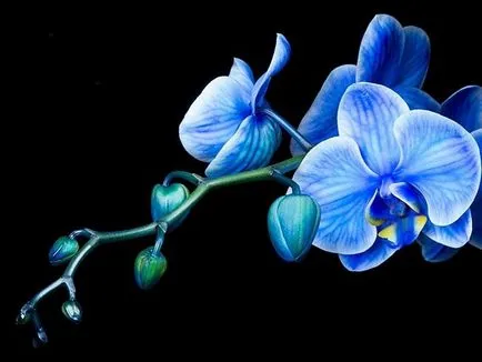 Kék és világoskék orchideák vannak a természetben, a titkos furcsa színű, ápolási színezett (orchidea) Kék és világoskék orchideák vannak a természetben, a titkos furcsa színű, gondosan színezett
