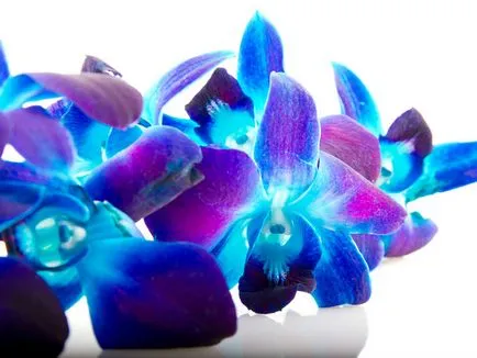 Kék és világoskék orchideák vannak a természetben, a titkos furcsa színű, ápolási színezett (orchidea) Kék és világoskék orchideák vannak a természetben, a titkos furcsa színű, gondosan színezett