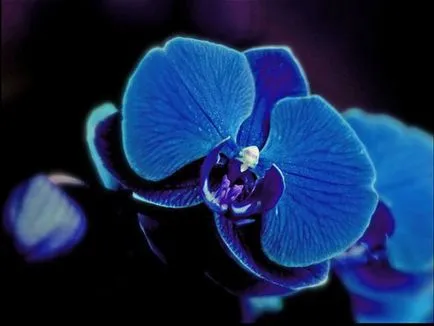 Kék és világoskék orchideák vannak a természetben, a titkos furcsa színű, ápolási színezett (orchidea) Kék és világoskék orchideák vannak a természetben, a titkos furcsa színű, gondosan színezett