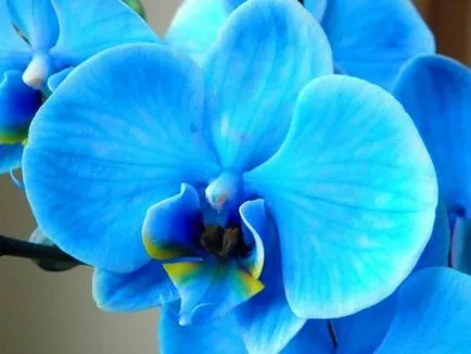 Kék és világoskék orchideák vannak a természetben, a titkos furcsa színű, gondozása festett (kék) Kék és világoskék orchideák vannak a természetben, a titkos furcsa színű, gondosan színezett