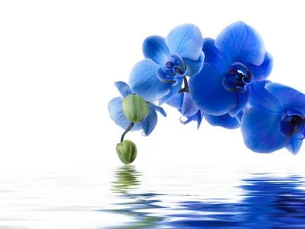 Kék és világoskék orchideák vannak a természetben, a titkos furcsa színű, gondozása festett (ott) Kék és világoskék orchideák vannak a természetben, a titkos furcsa színű, gondosan színezett