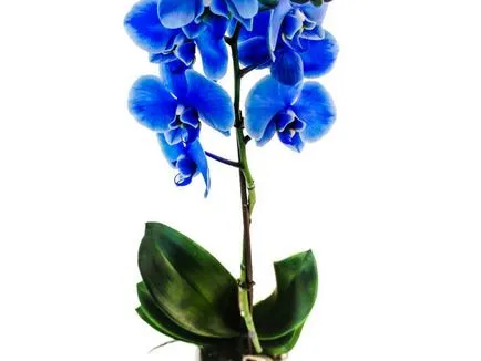 Kék és világoskék orchideák vannak a természetben, a titkos furcsa színű, gondozása festett (kék) Kék és világoskék orchideák vannak a természetben, a titkos furcsa színű, gondosan színezett