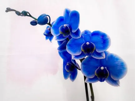 Kék és világoskék orchideák vannak a természetben, a titkos furcsa színű, ápolási színezett (orchidea) Kék és világoskék orchideák vannak a természetben, a titkos furcsa színű, gondosan színezett