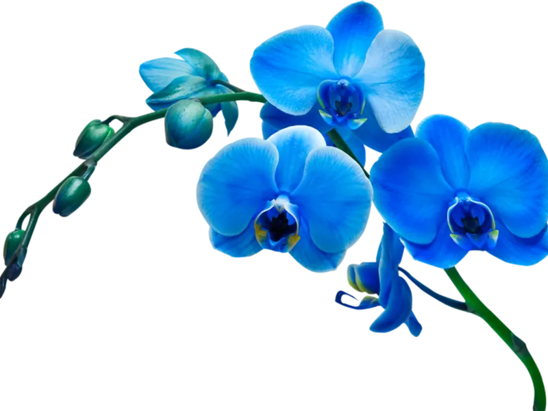 Kék és világoskék orchideák vannak a természetben, a titkos furcsa színű, gondozása festett (ott) Kék és világoskék orchideák vannak a természetben, a titkos furcsa színű, gondosan színezett