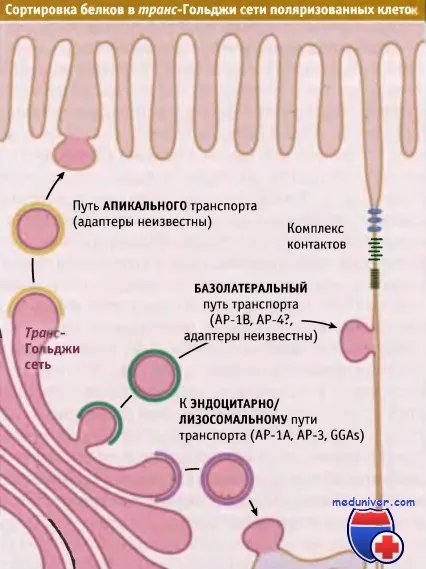 Fehérje válogatás polarizált hámsejtek