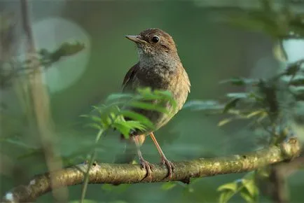 Nightingale Nightingale fotó