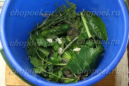 Pickles a telet a bankok, a recept pácolás uborka ropogós (bankok) Pickles a telet a bankok, a recept pácolás uborka ropogós