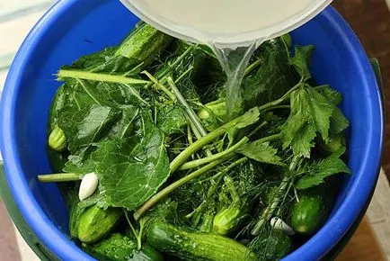 Pickles a telet a bankok, pácolás recept ropogós uborka (savanyúság) Pickles a telet a bankok, a recept pácolás uborka ropogós