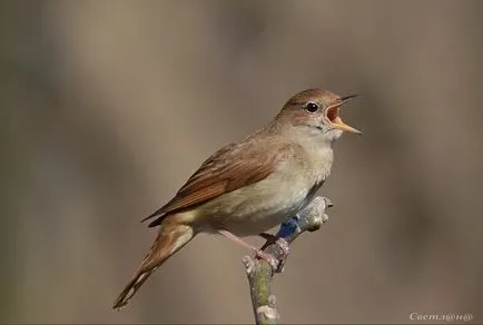 Nightingale Nightingale fotó