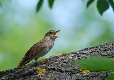 Nightingale Nightingale fotó
