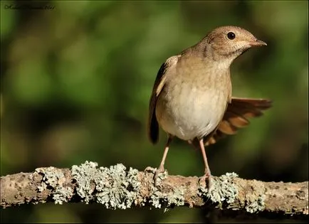 Nightingale Nightingale fotó