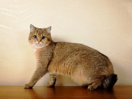 A tartalom arany csincsilla különösebben érdekli a brit macska képet cat (macska csincsilla fotó arany macska fajta brit ezüst) A tartalom arany csincsilla különös gondot a brit macska, macska fotó