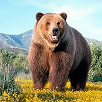Versek mintegy medve, medve, medve, medve (Ursa Ursa csak) Versek mintegy medve, medve, medve, medve