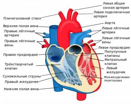 A szerkezet az emberi szív, a falak, a funkció és a keringési