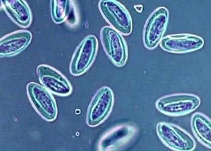 инвазија