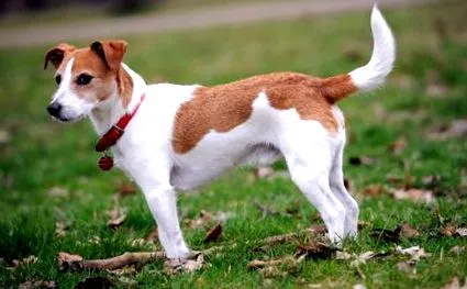 információk terrier