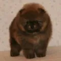 Típusai pomerániai, decordog