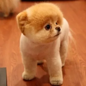 Típusai pomerániai, decordog