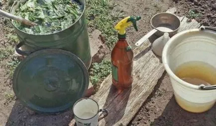 A levéltetvek a szilva, hogyan kell kezelni a fenyegetést, mint akkor permetezni a mosogató