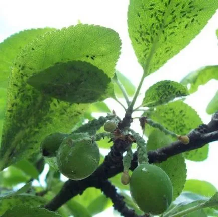 A levéltetvek a szilva, hogyan kell kezelni a fenyegetést, mint akkor permetezni a mosogató