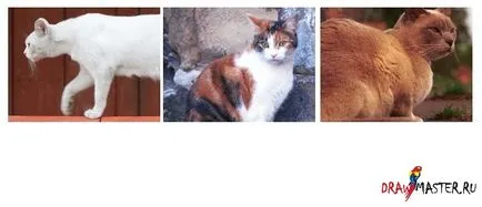 Tanuld meg felhívni a macskák (a tanulságokat) Tanuld meg felhívni a macskák