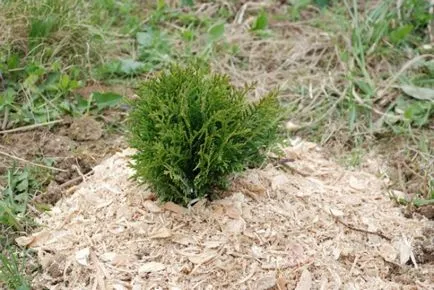 Thuja ültetés és gondozás a nyílt terepen, milyen a növény, megtermékenyítő, az Urál, a tavaszi, növekszik