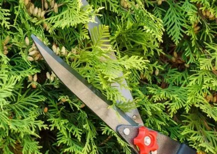 Thuja ültetés és gondozás a nyílt terepen, milyen a növény, megtermékenyítő, az Urál, a tavaszi, növekszik