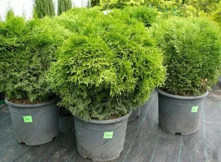Thuja ültetés és gondozás a nyílt terepen, milyen a növény, megtermékenyítő, az Urál, a tavaszi, növekszik