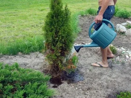 Thuja ültetés és gondozás a nyílt terepen, milyen a növény, megtermékenyítő, az Urál, a tavaszi, növekszik
