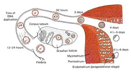 Ultrahang diagnosztika terhesség kis távon (tartom) Ultrahang diagnosztika terhesség kis távon