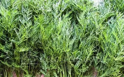 Dill és a sót a téli-lépésre recept (8 fotó) (kapros savanyúság recept) Kapor só télen-lépésre recept (8 kép)