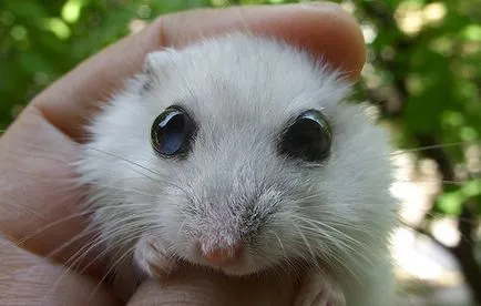 A hörcsögök nem nyissák ki a szemüket (vagy kelések), hogy mit kell csinálni otthon