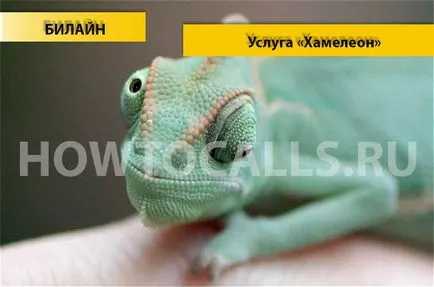 A szolgáltatás Beeline Chameleon - off, a kapcsolat és leírása a szolgáltatást a Beeline Chameleon (kaméleon) A szolgáltatás Beeline Chameleon - off, a kapcsolat és leírása a szolgáltatást a Beeline Chameleon
