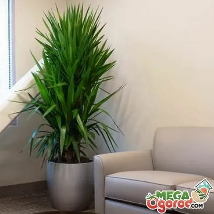 A yucca levelek sárgulnak - a lehetséges okokat és megoldásokat (jukka) A yucca levelek sárgulnak - a lehetséges okokat és megoldásokat
