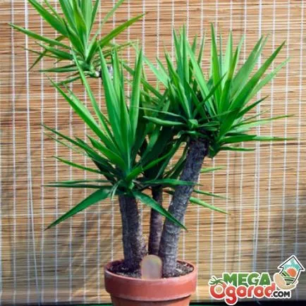 A yucca levelek sárgulnak - a lehetséges okokat és megoldásokat (levél) A yucca levelek sárgulnak - a lehetséges okokat és megoldásokat