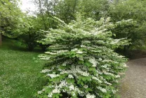 Termesztés viburnum a kertben (70 fotó) származó magvak, dugványok, fajták, a mezőgazdasági feltételeket, különösen a (mag) Termesztés viburnum a kertben (70 fotó) származó magvak, dugványok, fajták, mezőgazdasági gép, feltételeit, jellemzőit,