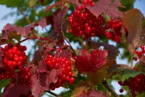 Termesztés viburnum a kertben (70 fotó) származó magvak, dugványok, fajták, a mezőgazdasági feltételeket, különösen a (mag) Termesztés viburnum a kertben (70 fotó) származó magvak, dugványok, fajták, mezőgazdasági gép, feltételeit, jellemzőit,