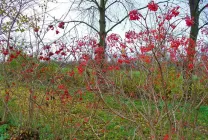 Termesztés viburnum a kertben (70 fotó) származó magvak, dugványok, fajták, a mezőgazdasági feltételek, különösen, (Viburnum) Termesztés viburnum a kertben (70 fotó) származó magvak, dugványok, fajták, mezőgazdasági gép, feltételeit, jellemzőit,
