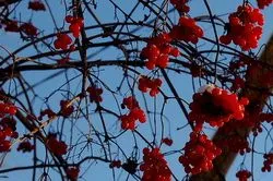 Termesztés viburnum a kertben (70 fotó) származó magvak, dugványok, fajták, a mezőgazdasági feltételek, különösen, (fotó) Termesztés viburnum a kertben (70 fotó) származó magvak, dugványok, fajták, mezőgazdasági gép, feltételeit, jellemzőit,