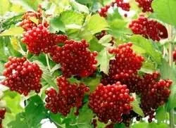Termesztés viburnum az országban