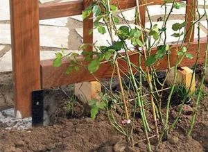Tavaszi rózsák transzplantációs egy másik helyre jellemzőit és szabályait, hogy mikor és hogyan kell átültetni a rózsa (transzplantációs) Tavaszi rózsák transzplantációs egy másik helyre jellemzőit és szabályait, hogy mikor és hogyan kell átültetni a rózsa