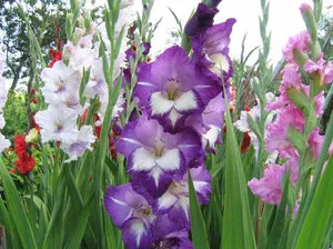 Növekvő Gladiolus otthon, tippek kezdőknek