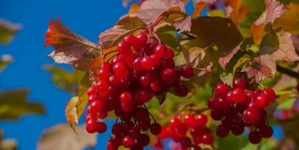 Termesztés viburnum a kertben (70 fotó) származó magvak, dugványok, fajták, a mezőgazdasági feltételek, különösen, (fotó) Termesztés viburnum a kertben (70 fotó) származó magvak, dugványok, fajták, mezőgazdasági gép, feltételeit, jellemzőit,